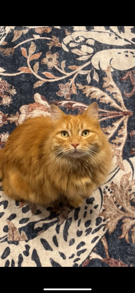 Vinnie
