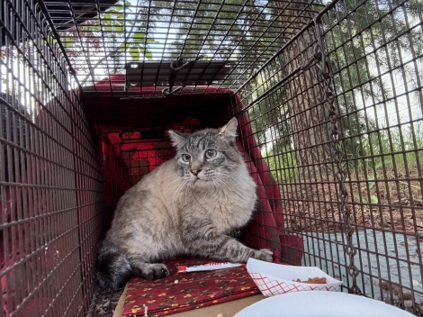 Lynx Pt Mix w/tipped ear