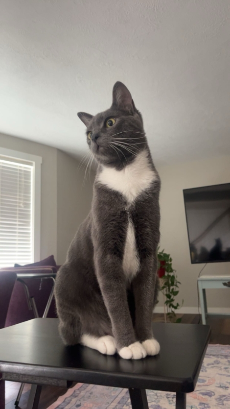 Bowie