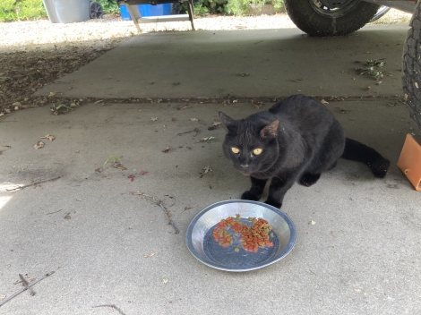 Short haired all black female, small and shy, with ear notch.