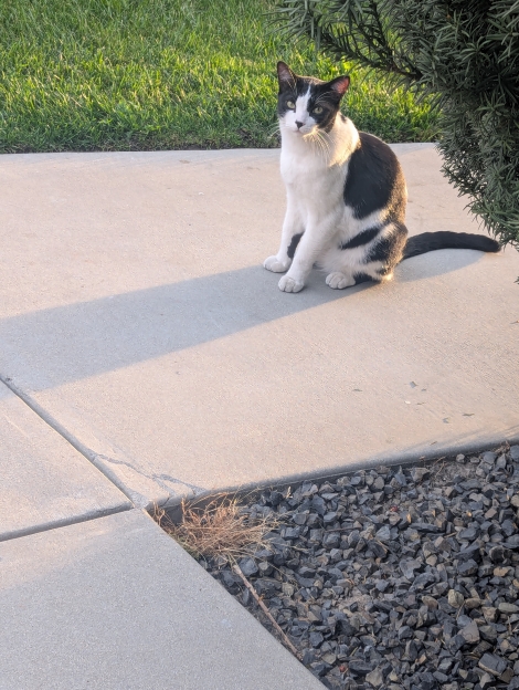 Black and white cat with a black nose 
