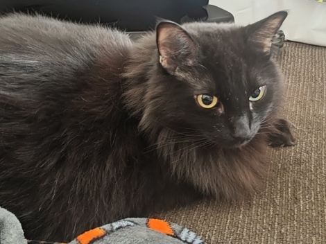 Johnny cat 