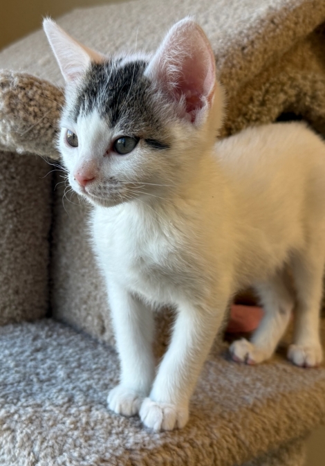 Spruce | View Adoptable Cats | Catabase | Simply Cats