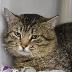 Photo of Boone