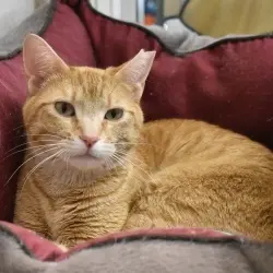 Photo of Stella