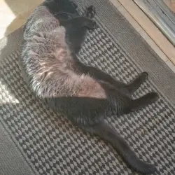 Photo of Merlin