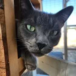 Photo of Grey & Gomer