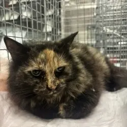 Photo of Penelope 