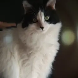 Photo of Pebbles