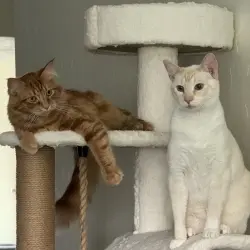Photo of Cloud & Chloe (Bonded Pair)