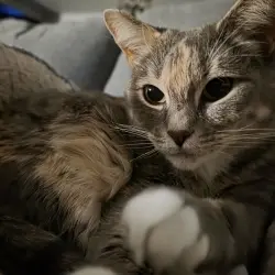 Photo of Sweetie