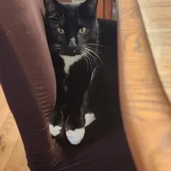 Photo of Paws