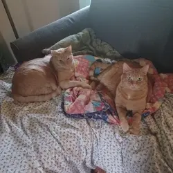 Photo of Georgie (male) Gennie (female)