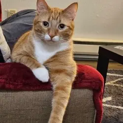 Photo of Popcorn