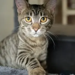Photo of Alice