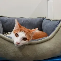 Photo of Aloka