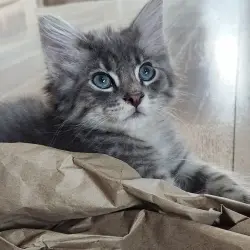 Photo of Alphonse