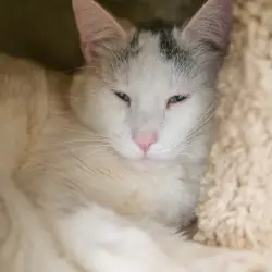 Photo of Alvin