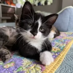 Photo of Archer