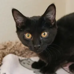Photo of Babette