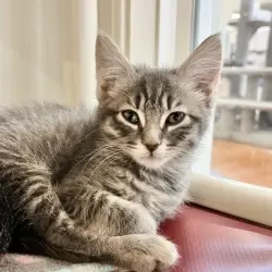 Photo of Bagel