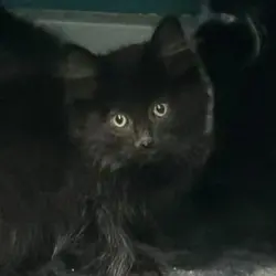 Photo of Baloo