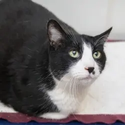 Photo of Bandit