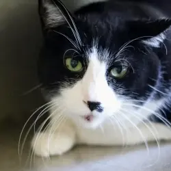 Photo of Bandit