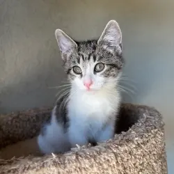 Photo of Basil
