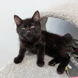 Photo of Batty