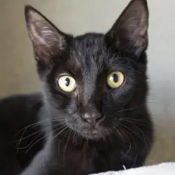Photo of Beans
