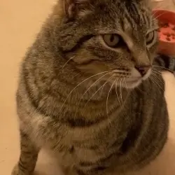 Photo of Benny Buttercup