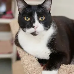 Photo of Bogart