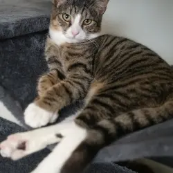Photo of Bonbon