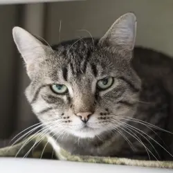 Photo of Boone