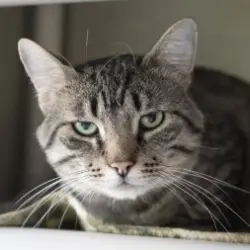 Photo of Boone