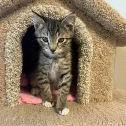 Photo of Bramble