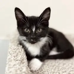 Photo of Buttercup