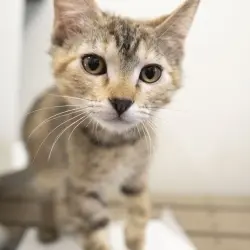 Photo of Butterscotch