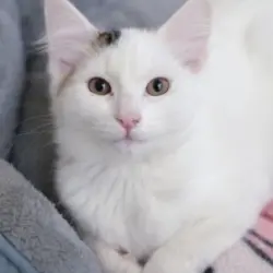 Photo of Button