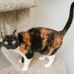 Photo of Cali Cat