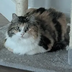 Photo of Calli