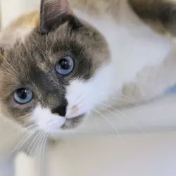 Photo of Calypso