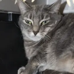 Photo of Carbon