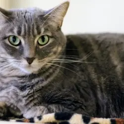 Photo of Carbon
