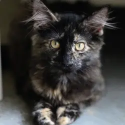 Photo of Cecile
