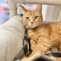 Photo of Cheeto
