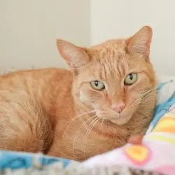 Photo of Chester