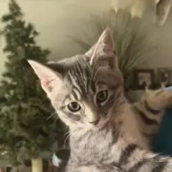 Photo of Chili