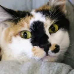 Photo of Chiquita